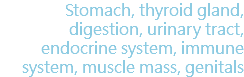 Stomach, thyroid gland, digestion, urinary tract, endocrine system, immune system, muscle mass, genitals