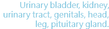 Urinary bladder, kidney, urinary tract, genitals, head, leg, pituitary gland.