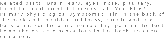 Related parts：Brain, ears, eyes, nose, pituitary. Point to supplement deficiency：Zhi Yin (Bl-67) Primary physiological symptoms：Pain in the back of the neck and shoulder tightness, middle and low back pain, sciatic pain, neuropathy, pain in the feet, hemorrhoids, cold sensations in the back, frequent urination.