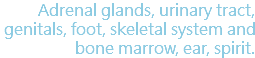 Adrenal glands, urinary tract, genitals, foot, skeletal system and bone marrow, ear, spirit.