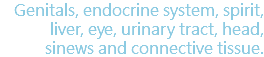 Genitals, endocrine system, spirit, liver, eye, urinary tract, head, sinews and connective tissue.